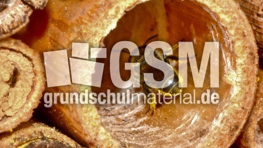 Gemeine Löcherbiene_2.jpg